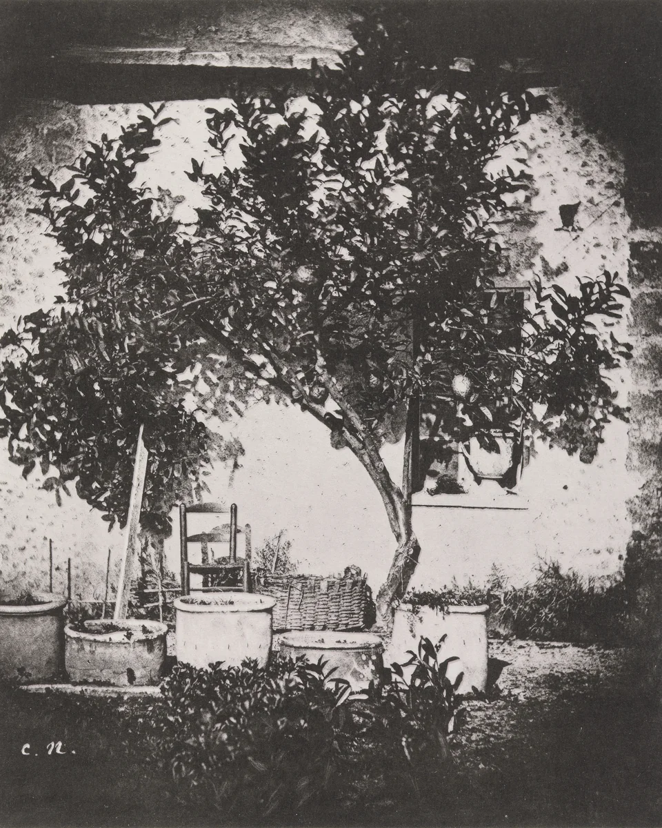 Lemon Tree, Grasse by Charles Nègre, photograph, 1852