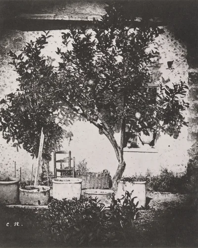 Lemon Tree, Grasse by Charles Nègre, photograph, 1852