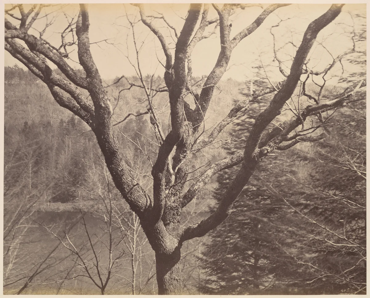 [Tree] by Horatio Ross, photograph, 1856-1860
