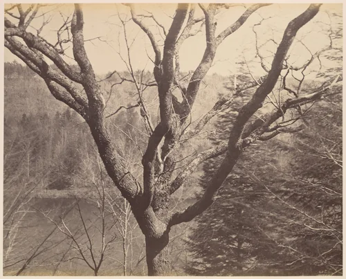 [Tree] by Horatio Ross, photograph, 1856-1860