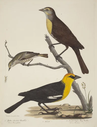 Yellow-headed Blackbird, Female Blackbird, and Female Cape May Warbler by Titian Ramsay Peale, print, 1773-1846