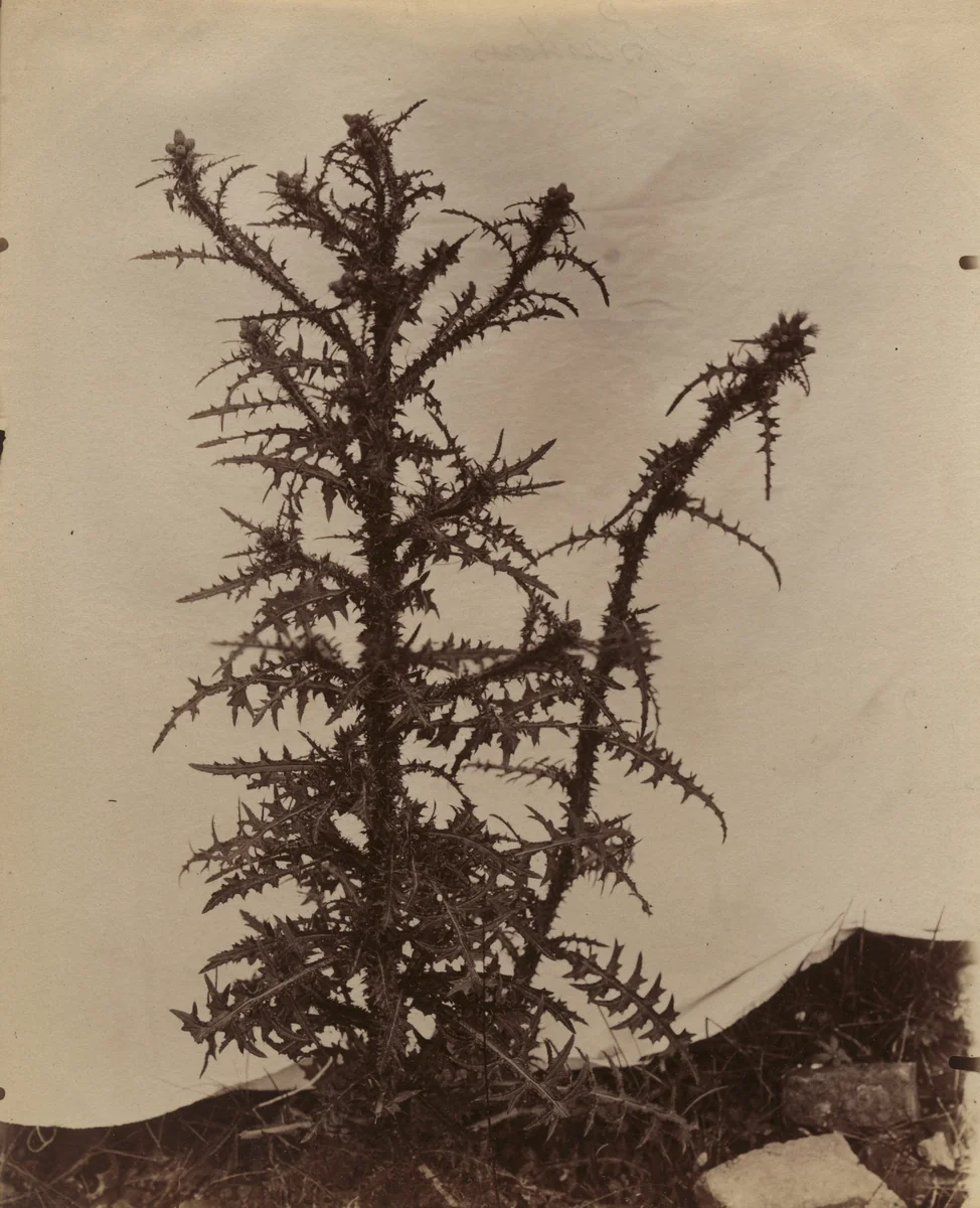 Chardons by Eugène Atget, photograph, 1900