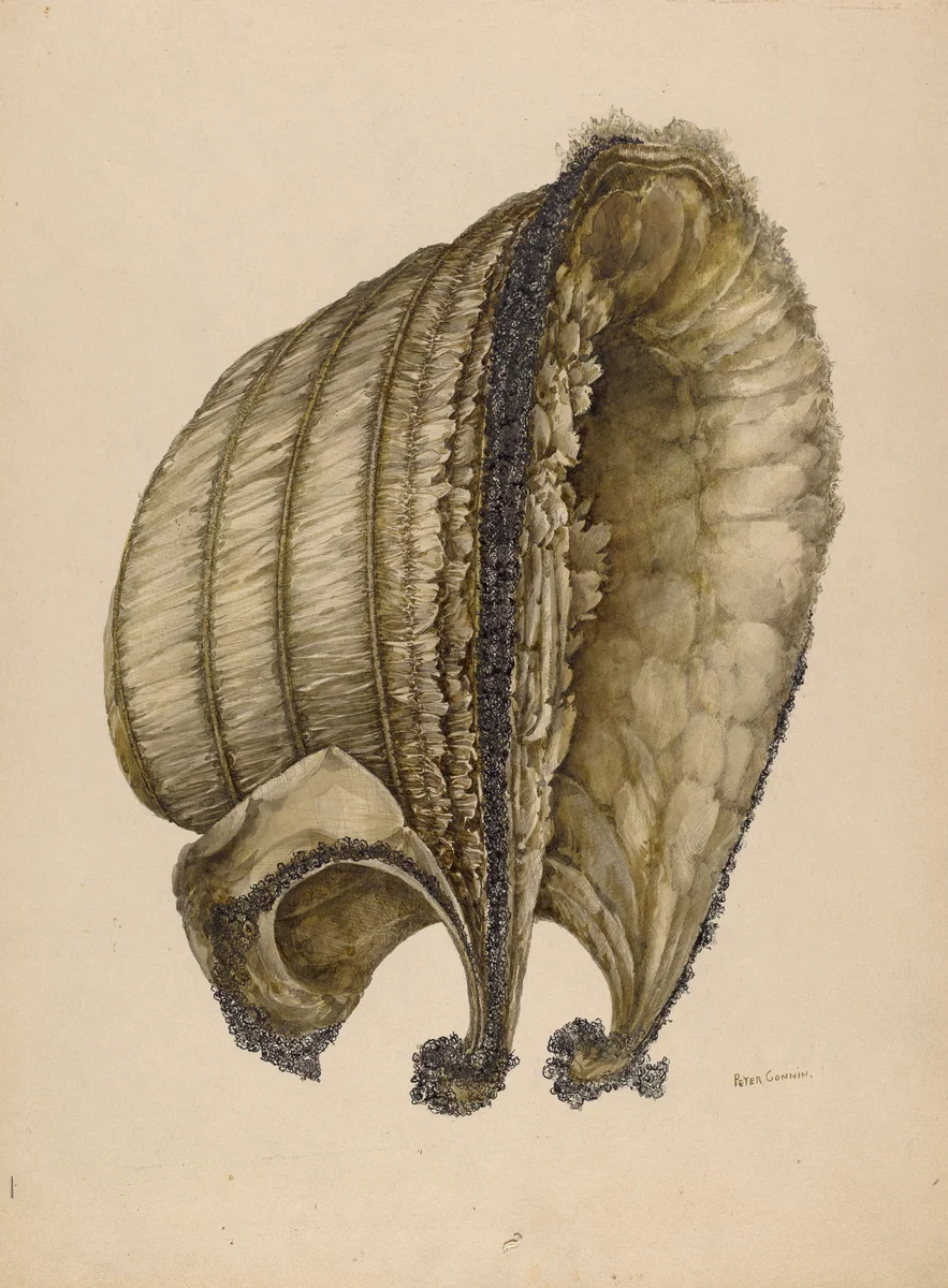 Silk Bonnet by Peter Connin, index of american design, 1935-1942