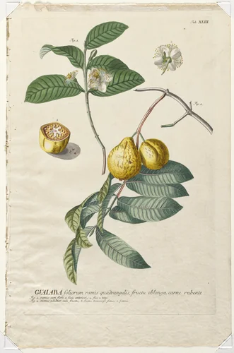 Plantae Selectae: No. 43 - Guaiaba by Georg Dionysius Ehret, print, 1773