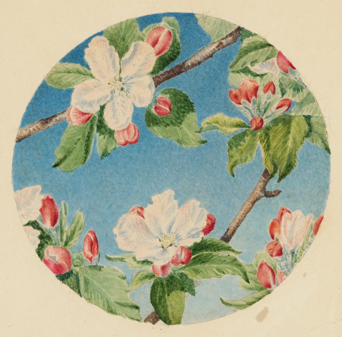 Apple Blossoms by Robert Bolling Brandegee, drawing, 1864-1874
