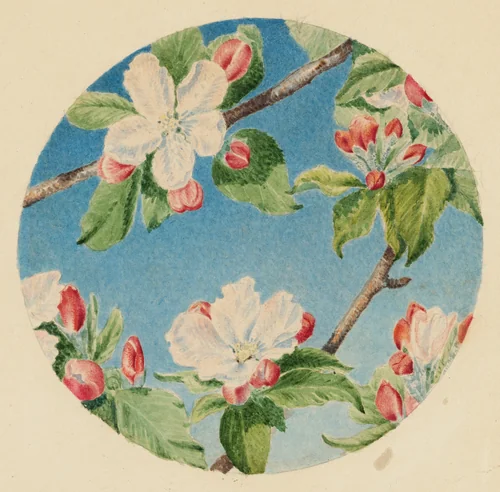 Apple Blossoms by Robert Bolling Brandegee, drawing, 1864-1874