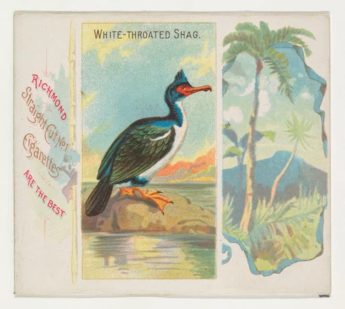 White-Throated Shag, from Birds of the Tropics series (N38) for Allen & Ginter Cigarettes by Allen & Ginter, print, 1889
