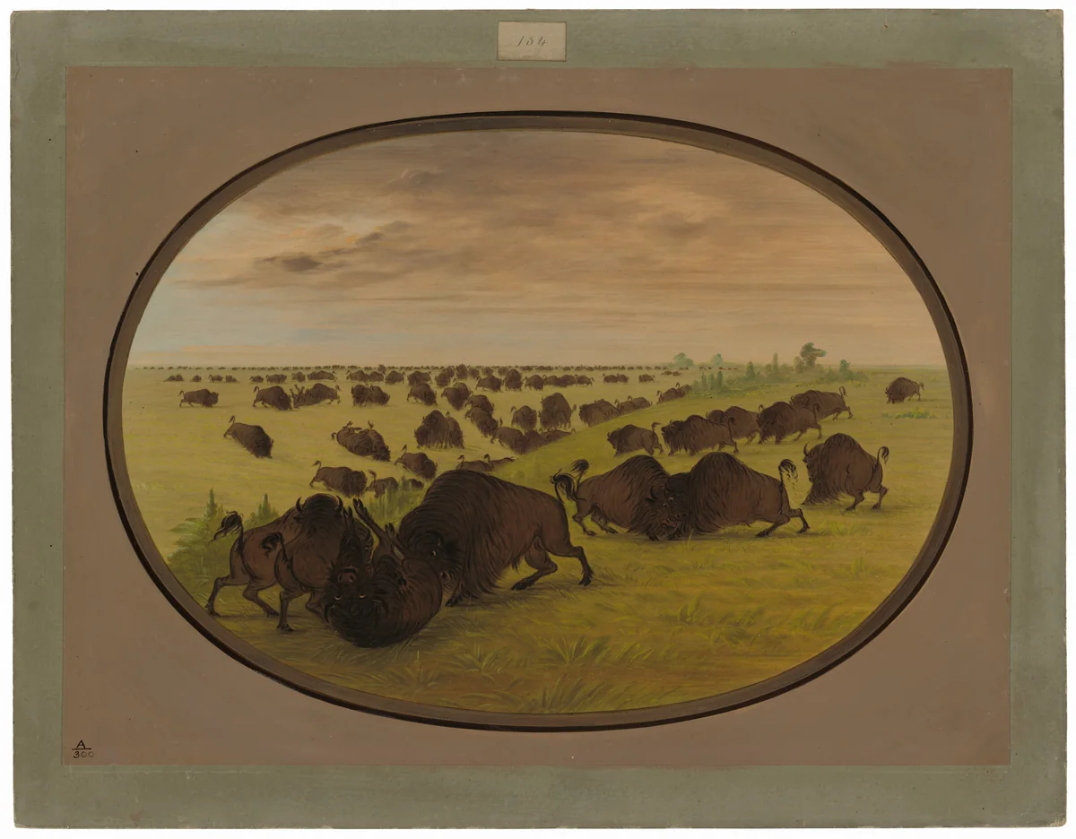 Bulls Fighting by George Catlin, painting, 1861-1869