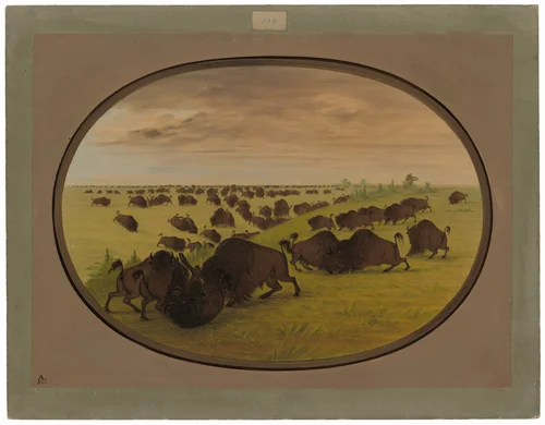 Bulls Fighting by George Catlin, painting, 1861-1869