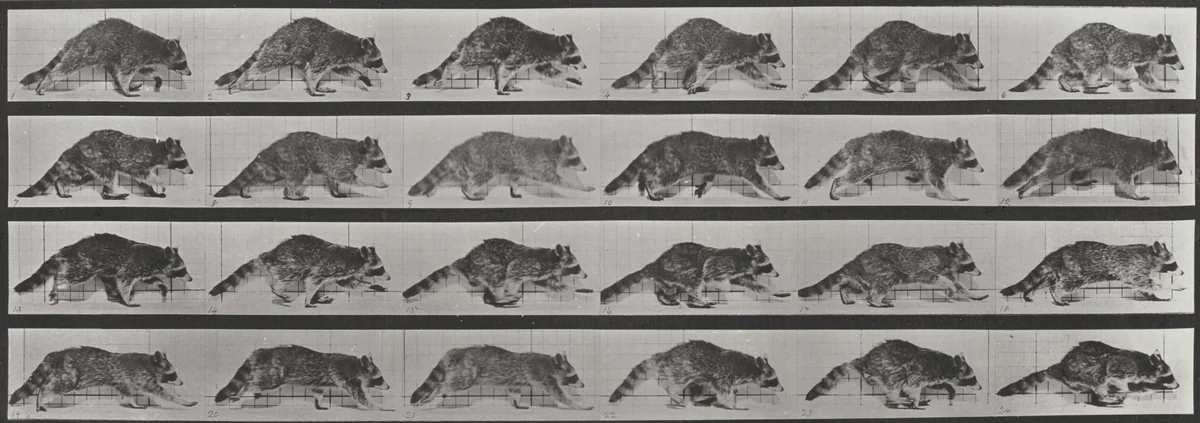 Plate Number 744. Raccoon walking, changing to a gallop by Eadweard Muybridge, photograph, 1887