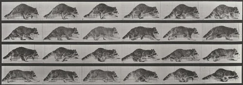 Plate Number 744. Raccoon walking, changing to a gallop by Eadweard Muybridge, photograph, 1887