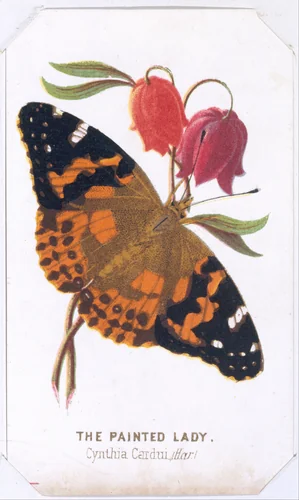 The Painted Lady, from "The Butterflies and Moths of America" Part 2 by Louis Prang & Co., print, 1862