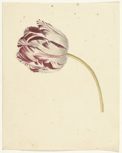 Rood-witte tulp by anonymous, drawing, 1700-1800