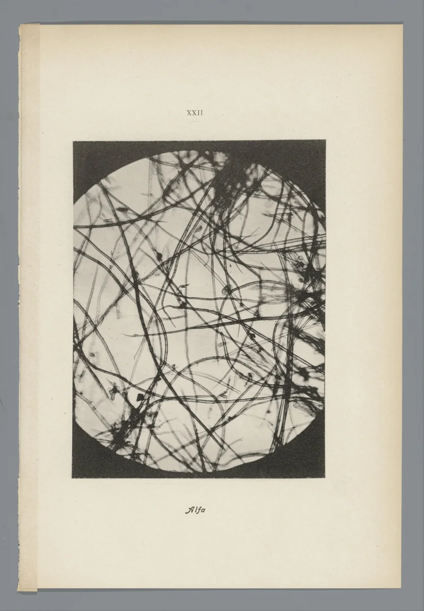 Microfoto’s van papiervezels by anonymous, photograph, 1900