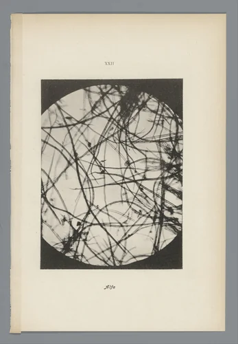 Microfoto’s van papiervezels by anonymous, photograph, 1900