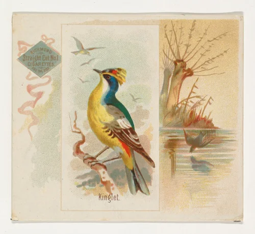 Kinglet, from the Song Birds of the World series (N42) for Allen & Ginter Cigarettes by Allen & Ginter, print, 1890