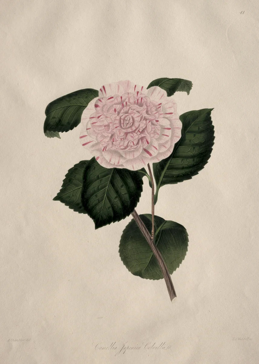 Illustrations and descriptions of...the Natural Order Camellieae: No. 41 by Alfred Chandler, print, 1820-1896