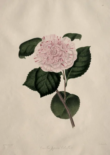 Illustrations and descriptions of...the Natural Order Camellieae: No. 41 by Alfred Chandler, print, 1820-1896