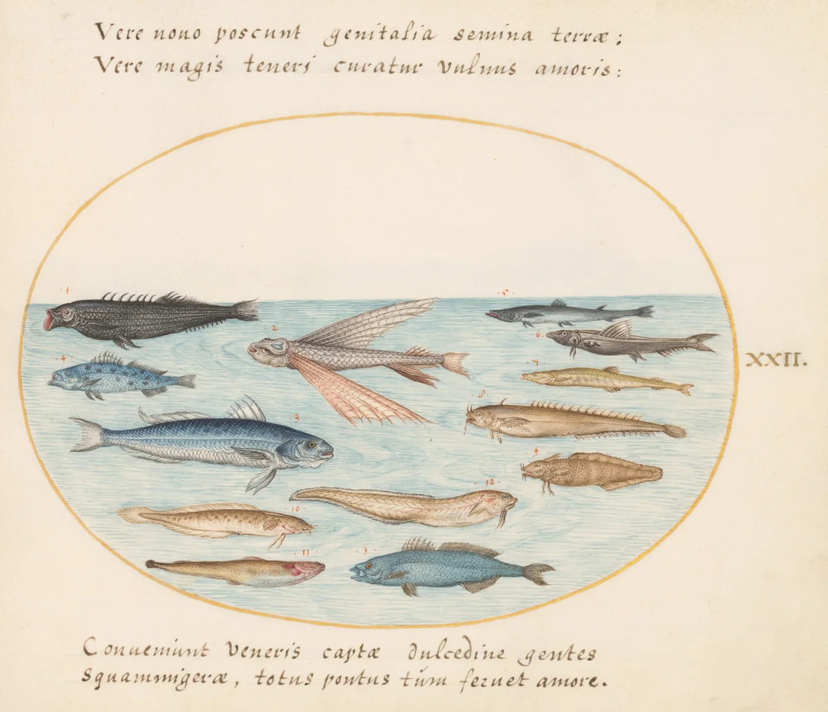 Plate 22: Mullet, Flying Fish, Eels, and Other Fish by Joris Hoefnagel, drawing, 1570-1599