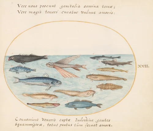 Plate 22: Mullet, Flying Fish, Eels, and Other Fish by Joris Hoefnagel, drawing, 1570-1599