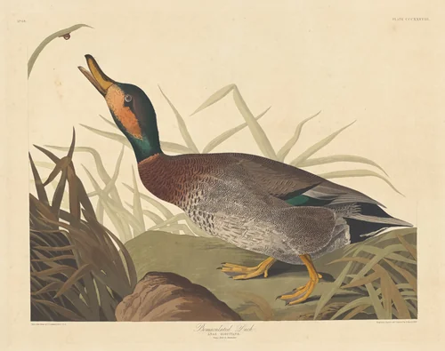 Bemaculated Duck by Robert Havell, Jr.; John James Audubon, print, 1836