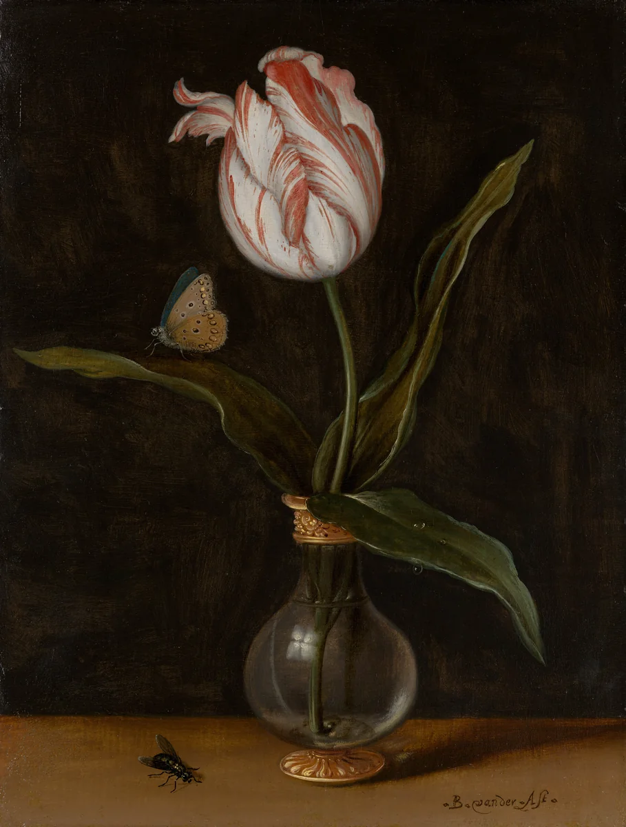 A Single Tulip in a Vase by Balthasar van der Ast, painting, 1625