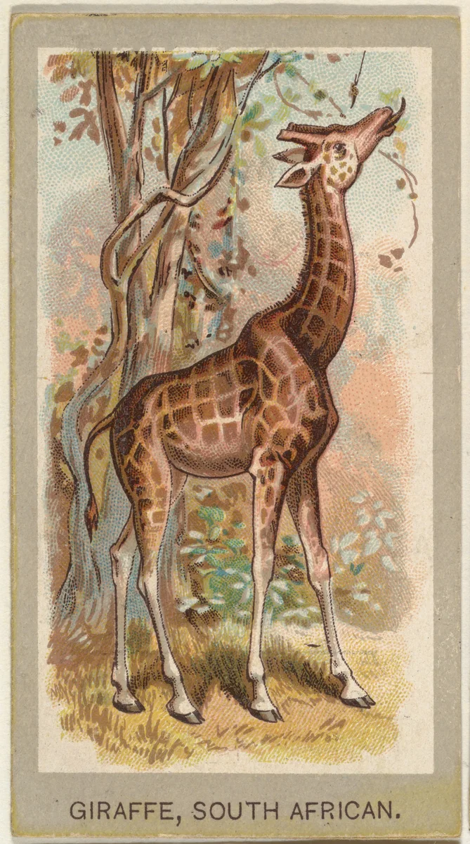 Giraffe, South African, from the Animals of the World series (T180), issued by Abdul Cigarettes by Abdul Cigarettes, print, 1881
