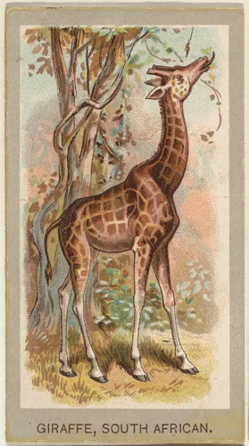 Giraffe, South African, from the Animals of the World series (T180), issued by Abdul Cigarettes by Abdul Cigarettes, print, 1881