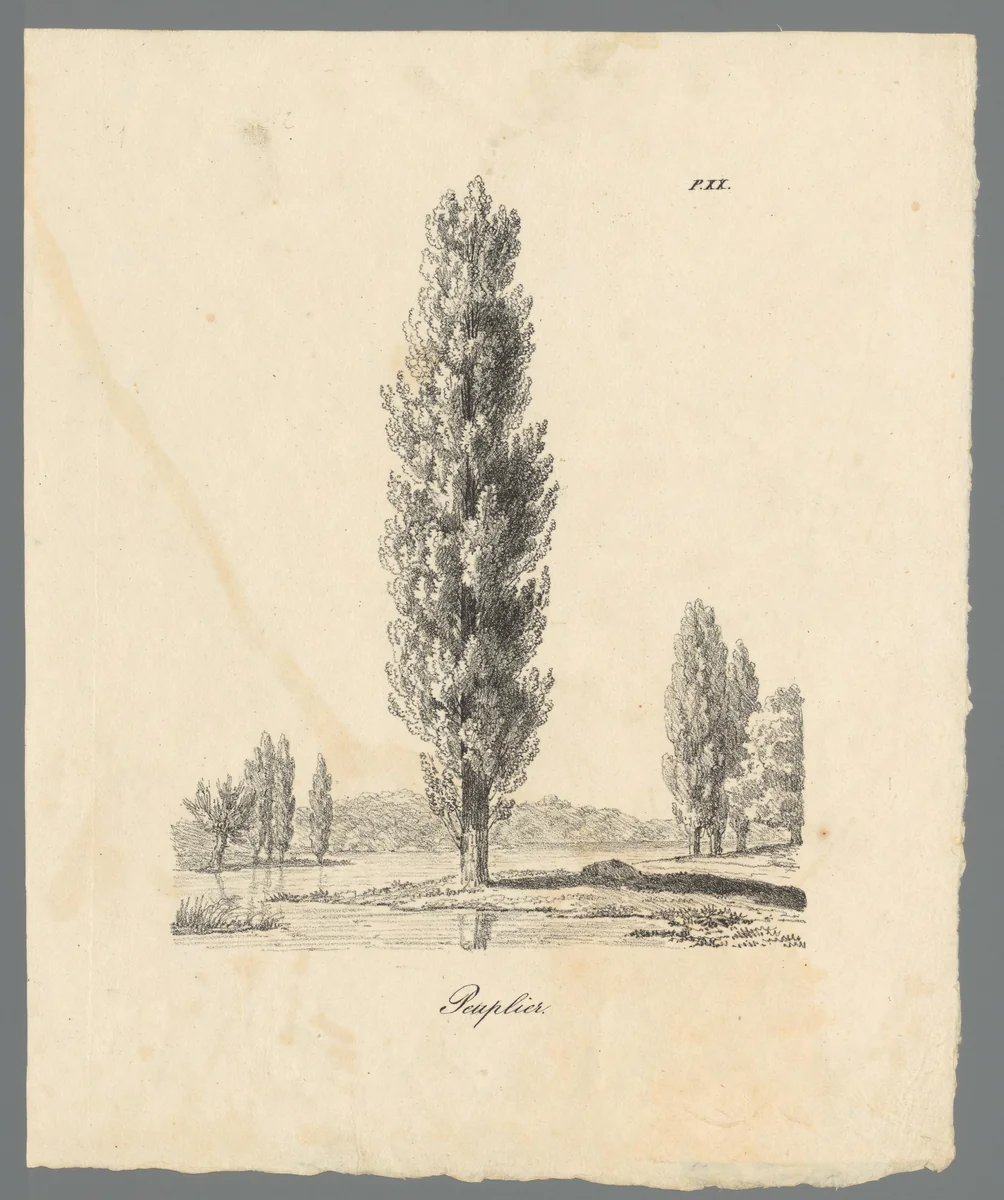 Landschap met populier by Richard Sasse, print, 1800-1849