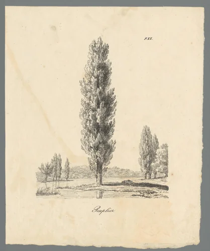 Landschap met populier by Richard Sasse, print, 1800-1849
