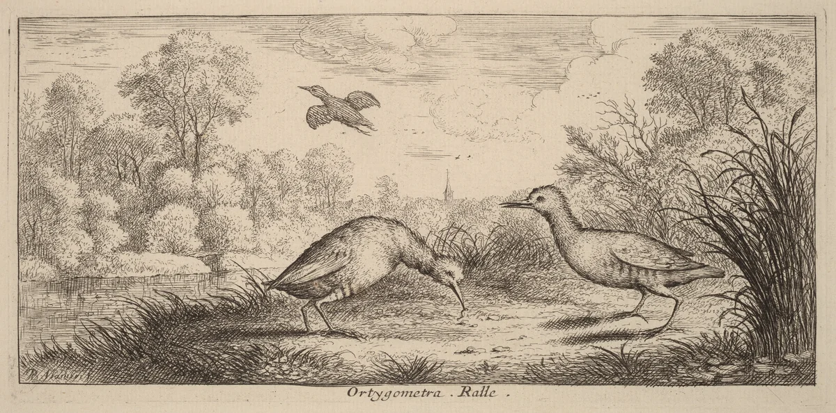 Ortygometra, The Rail by Albert Flamen, print, 1620-1669