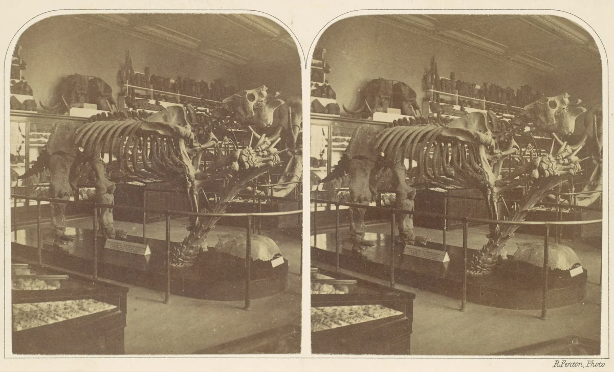The Megatherium, British Museum by Roger Fenton, photograph, 1850-1859