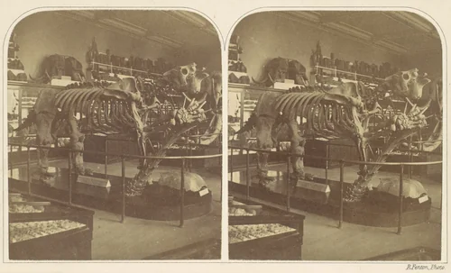 The Megatherium, British Museum by Roger Fenton, photograph, 1850-1859