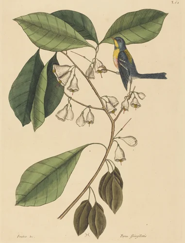 The Finch Creeper (Parus americanus) by Mark Catesby, print, 1731-1743