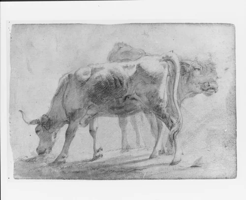 Cattle (from McGuire Scrapbook) by Charles Catton, Jr., artwork, 1756-1819