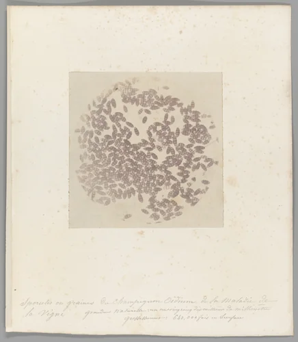 [Untitled] by Auguste-Adolphe Bertsch, photograph, 1853-1857