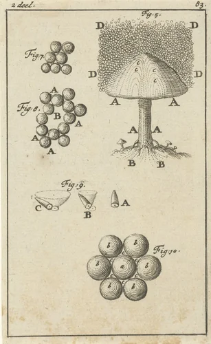Vijf voorstellingen met betrekking tot paddestoelen by Jan Luyken, print, 1684