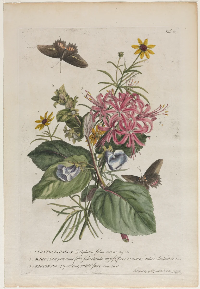 Plantae et papiliones rariores: No. 9 by Georg Dionysius Ehret, print, 1749