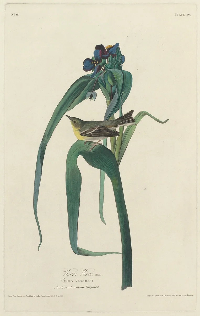 Vigors Vireo by Robert Havell, Jr.; John James Audubon, print, 1828