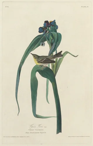 Vigors Vireo by Robert Havell, Jr.; John James Audubon, print, 1828