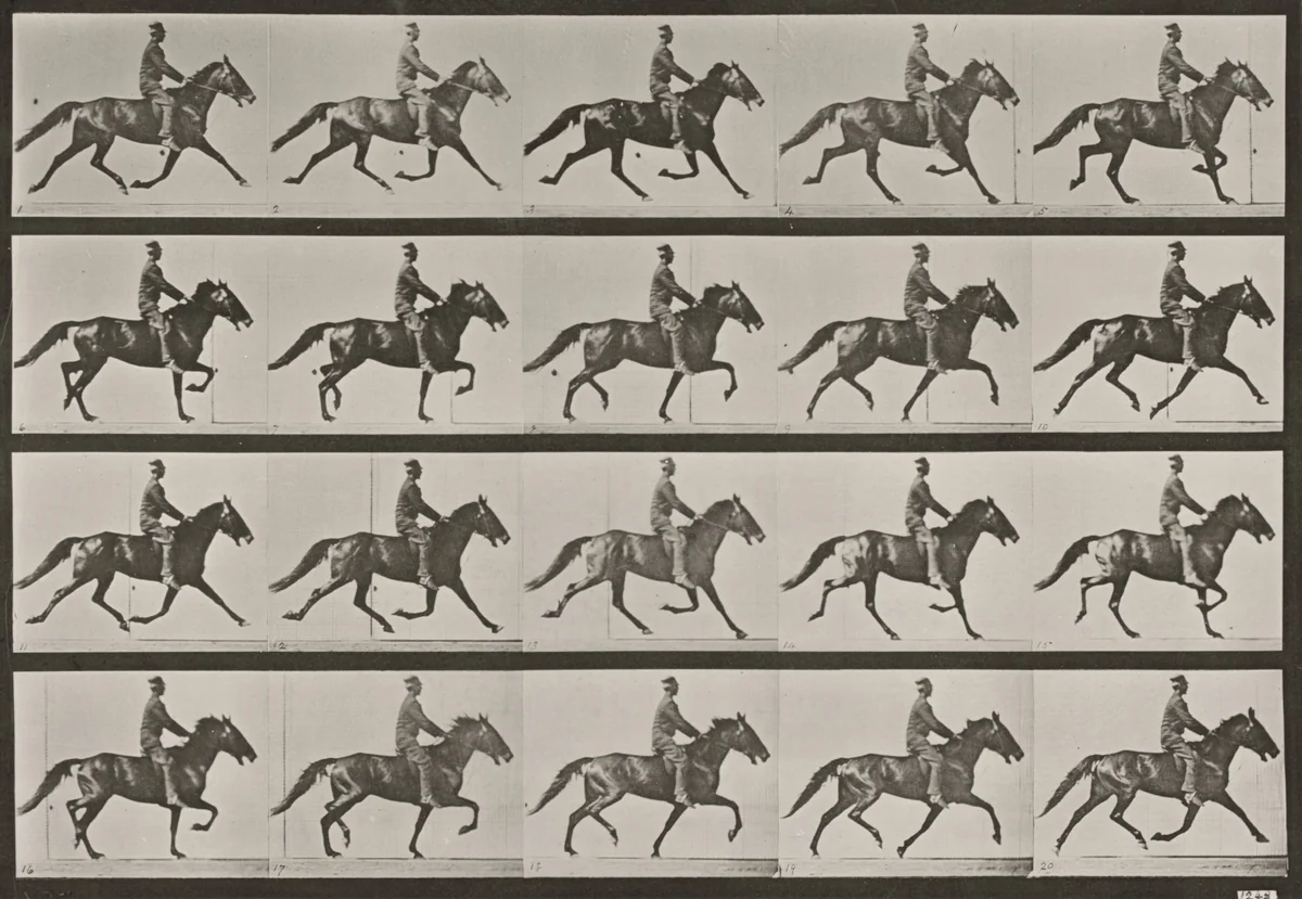 Plate Number 591. "Pronto" pacing, saddled by Eadweard Muybridge, photograph, 1887