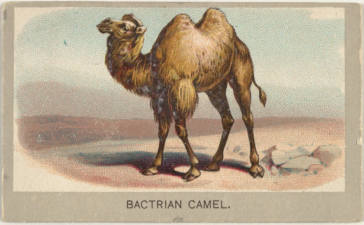 Bactrian Camel, from the Animals of the World series (T180), issued by Abdul Cigarettes by Abdul Cigarettes, print, 1881
