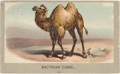 Bactrian Camel, from the Animals of the World series (T180), issued by Abdul Cigarettes by Abdul Cigarettes, print, 1881