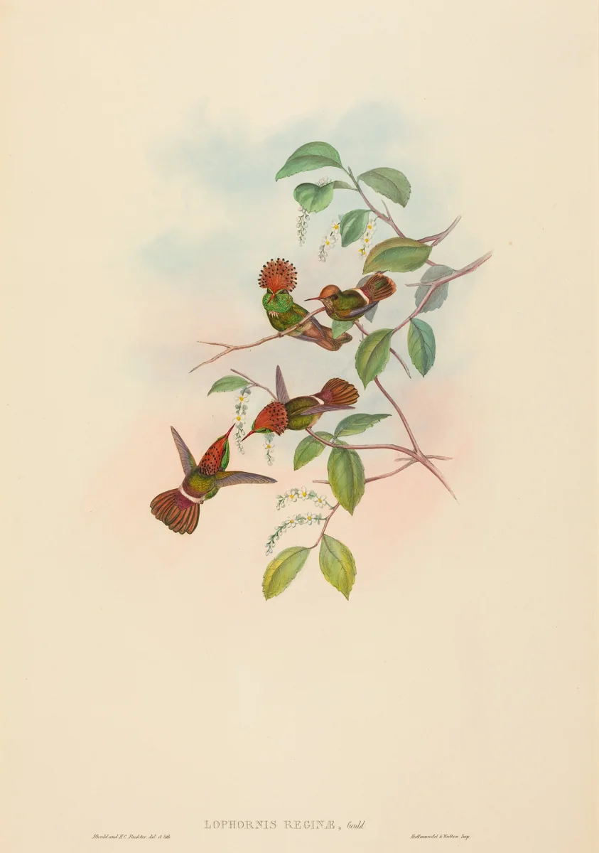 Lophornas reginae (Spangled Coquette) by John Gould, print, 1804-1881