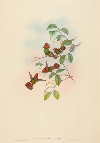 Lophornas reginae (Spangled Coquette) by John Gould, print, 1804-1881