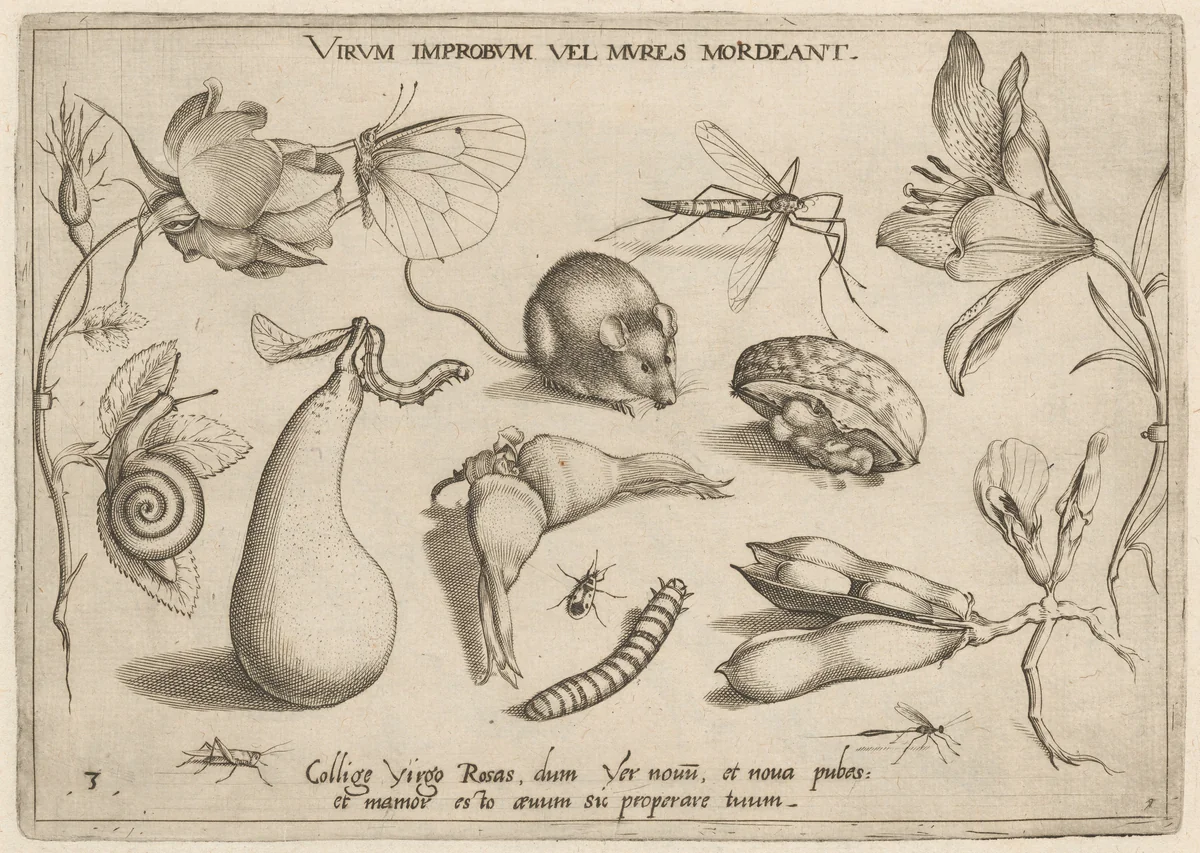 Archetypa studiaque patris Georgii Hoefnagelii [Part 1, Plate 3] by Jacob Hoefnagel; Joris Hoefnagel, print, 1592