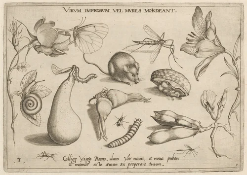 Archetypa studiaque patris Georgii Hoefnagelii [Part 1, Plate 3] by Jacob Hoefnagel; Joris Hoefnagel, print, 1592