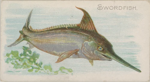Swordfish, from the Fish from American Waters series (N8) for Allen & Ginter Cigarettes Brands by Allen & Ginter, print, 1889