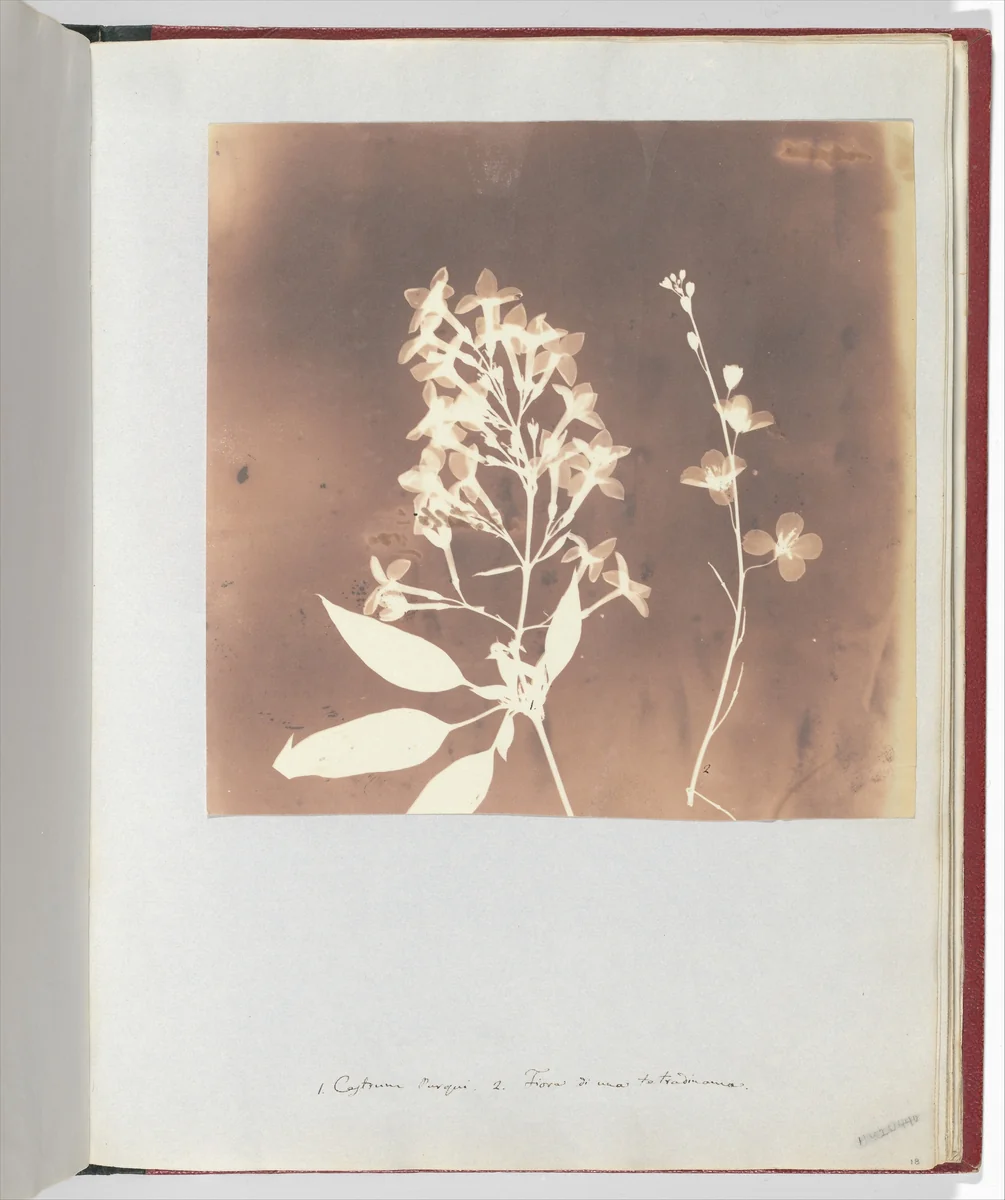 1. Cestrum Parqui. 2. Fiora di una tetradinama. by William Henry Fox Talbot, photograph, 1839