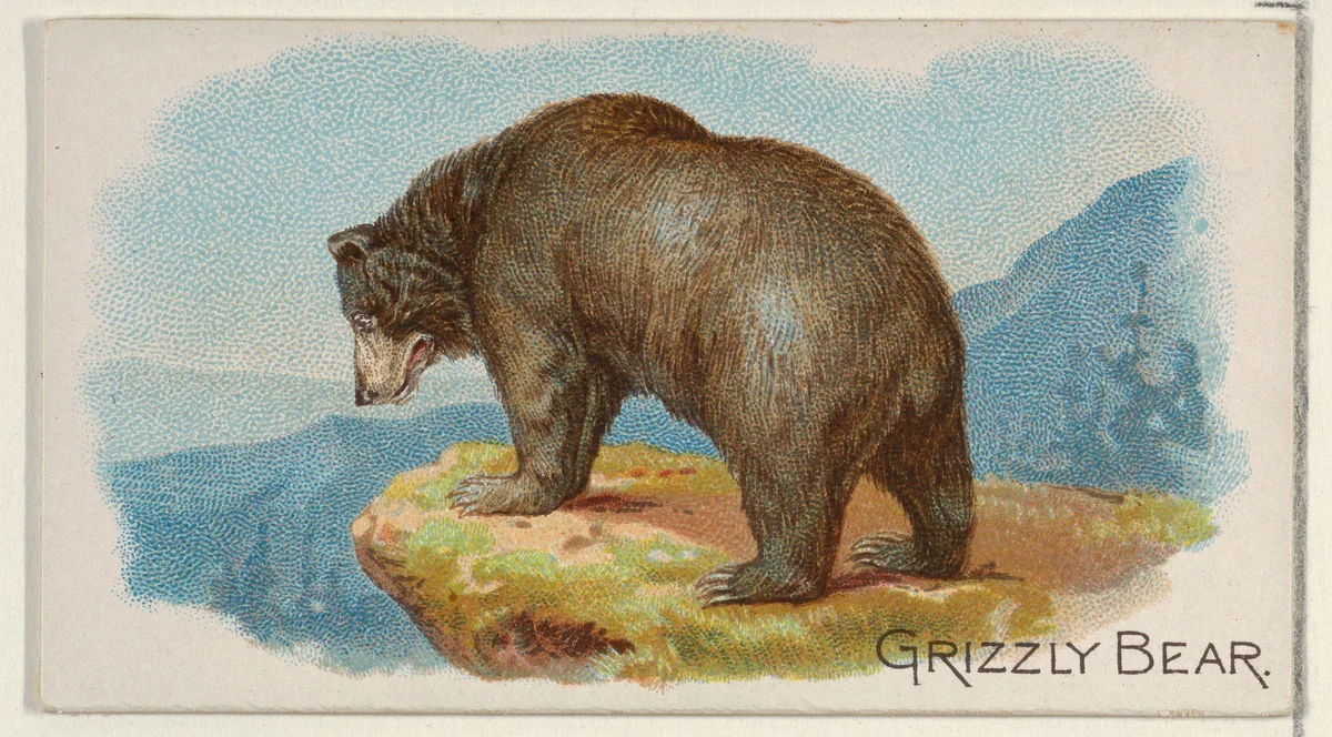 Grizzly Bear, from the Quadrupeds series (N21) for Allen & Ginter Cigarettes by Allen & Ginter, print, 1890